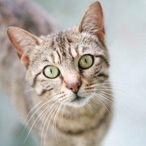 KittySkin Soothing Oil