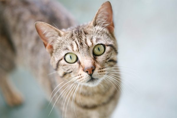 KittySkin Soothing Oil