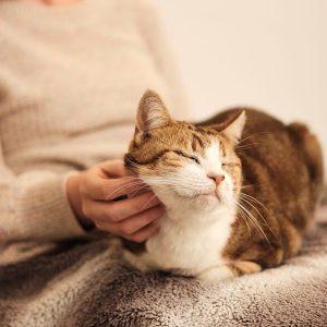 PurrRelief Hairball Control Paste