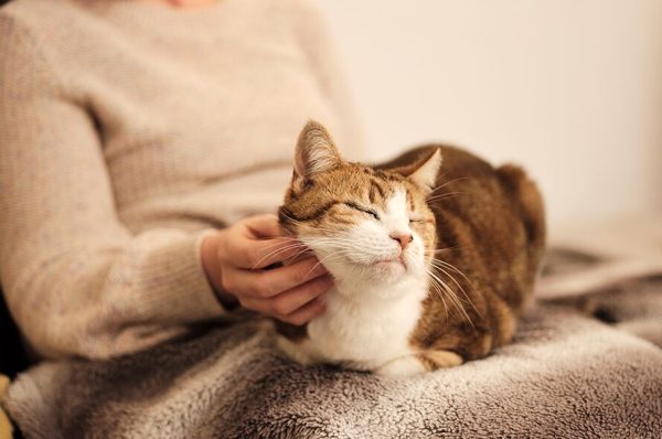 PurrRelief Hairball Control Paste